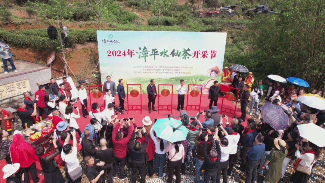 PG平台漳平市举办2024年漳平水仙茶开采节(图1)