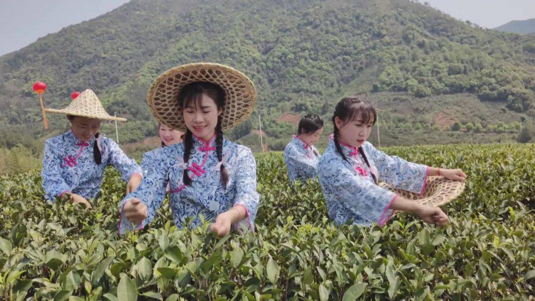 PG平台漳平市举办2024年漳平水仙茶开采节(图3)