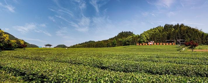 PG平台湖南安化：2024开园节盛大启幕共绘黑茶新篇章(图2)