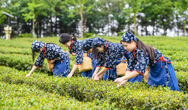 “到安溪吃茶去！”2024安溪开茶节暨县茶庄园文化旅游节启幕(图5)