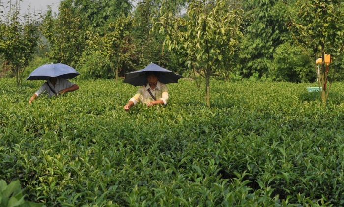 PG电子网站高县：1—7月茶叶量质双增(图1)