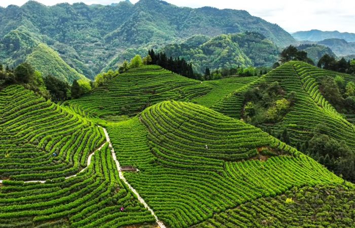 PG电子网站高县：1—7月茶叶量质双增(图2)
