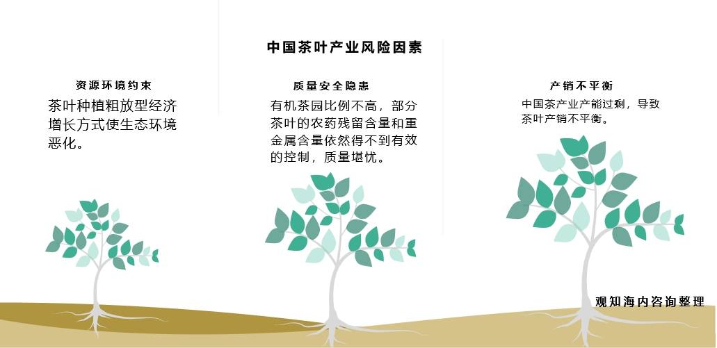 观知海内咨询：最新报告！2024年茶叶行业市场调研、进出口数据及热点动态分析(图11)