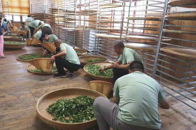 巧手斗茶以赛促能！福建红茶产业再掀新浪潮(图8)