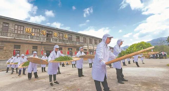 巧手斗茶以赛促能！福建红茶产业再掀新浪潮(图13)
