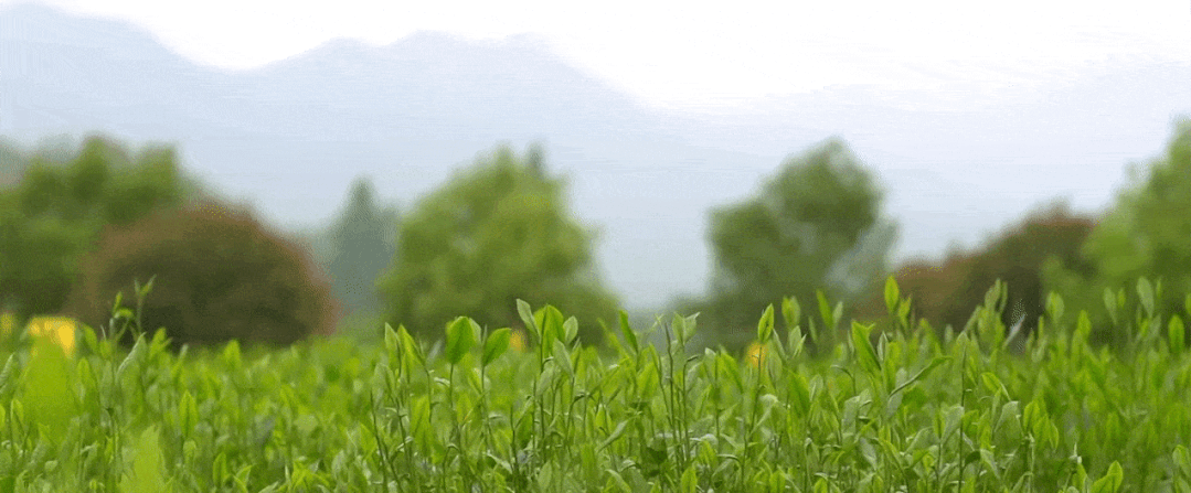 2024头采六安瓜片独特海苔兰花香口粮价喝大师茶！(图2)