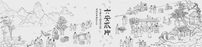 2024头采六安瓜片独特海苔兰花香口粮价喝大师茶！(图11)