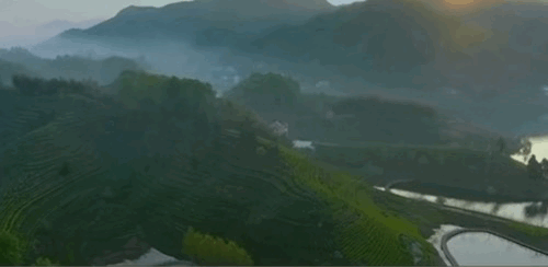 2024头采六安瓜片独特海苔兰花香口粮价喝大师茶！(图15)