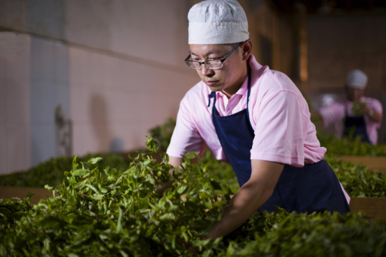 PG平台大益集团：以茶为礼和益天下(图6)