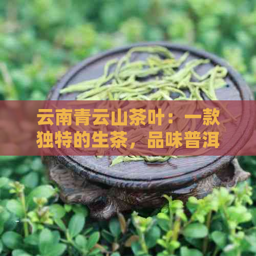 云南青云山茶叶：一款独特的生茶品味普洱茶文化与传统工艺的完美融合(图1)