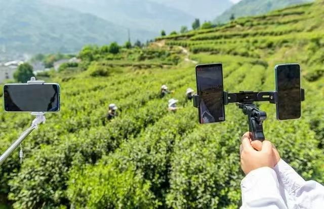 再启新程！2024年茶叶电商应该如何发力？(图1)