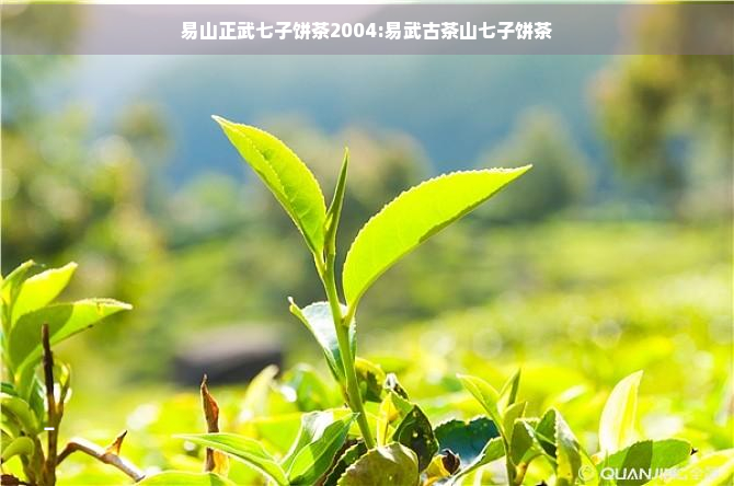 PG电子网站易山正武七子饼茶2004：易武古茶山七子饼茶(图1)