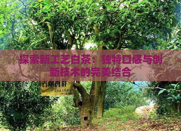探索新工艺白茶：独特口感与创新技术的完美结合(图1)