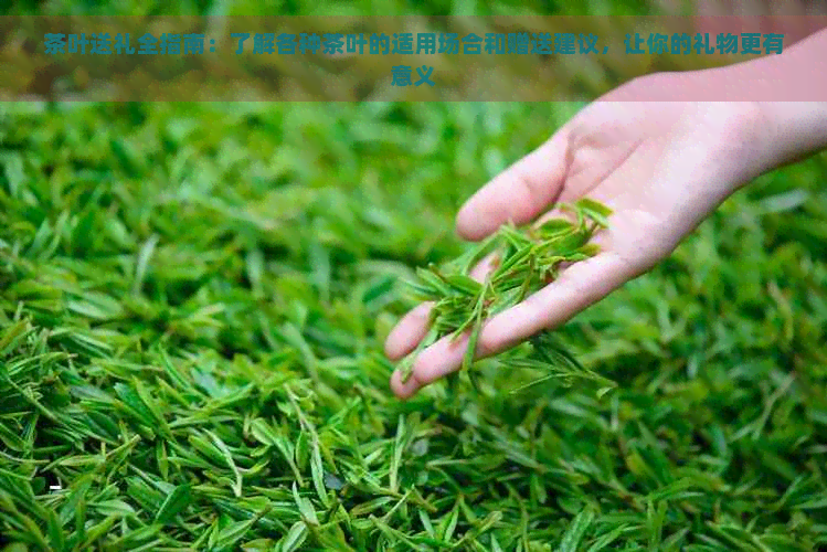 茶叶送礼全指南：了解各种茶叶的适用场合和赠送建议让你的礼物更有意义(图1)