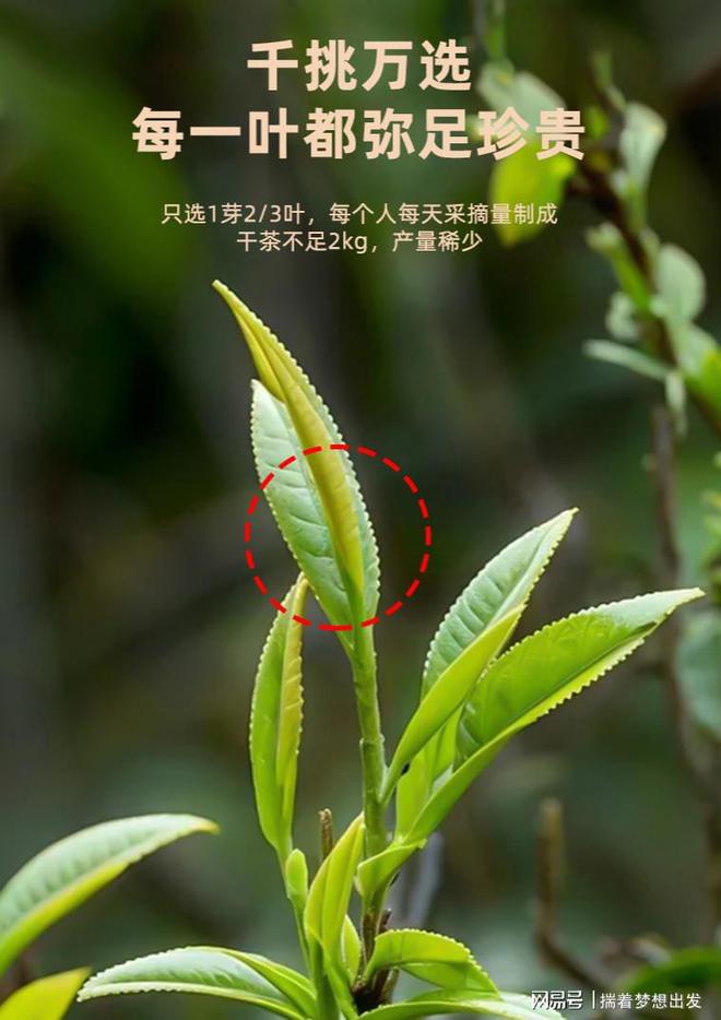 PG电子网站原产地直采每一片都是古树纯料200树龄+就选古树茶(图1)