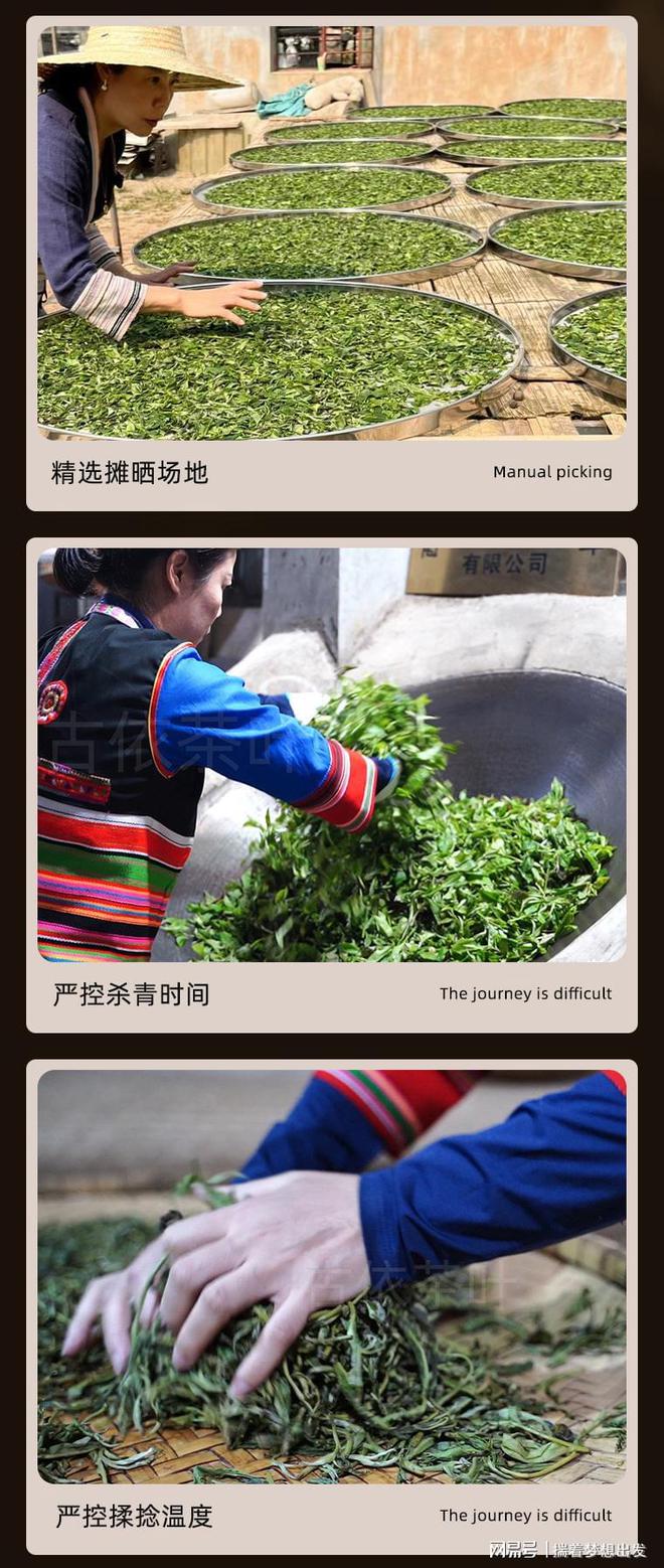 PG电子网站原产地直采每一片都是古树纯料200树龄+就选古树茶(图2)