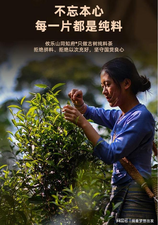PG电子网站原产地直采每一片都是古树纯料200树龄+就选古树茶(图7)
