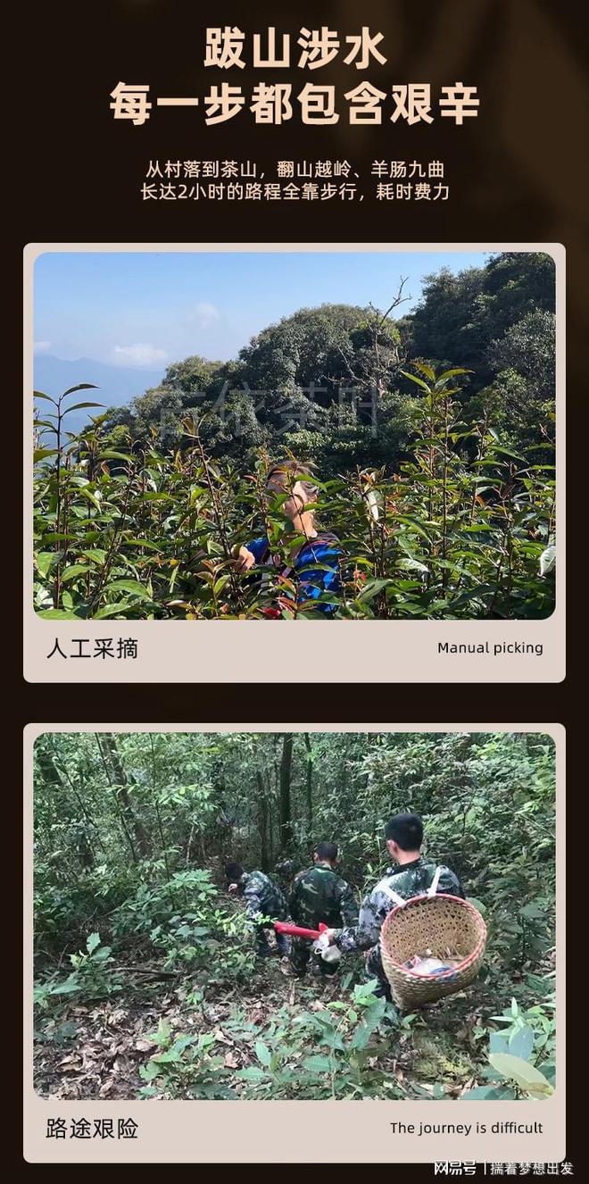 PG电子网站原产地直采每一片都是古树纯料200树龄+就选古树茶(图6)