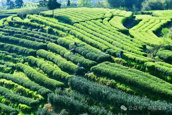 福鼎白茶成为金砖国家峰会指定用茶！(图2)