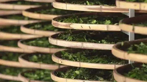 机器做出来的茶怎么能算传统工艺？！(图3)