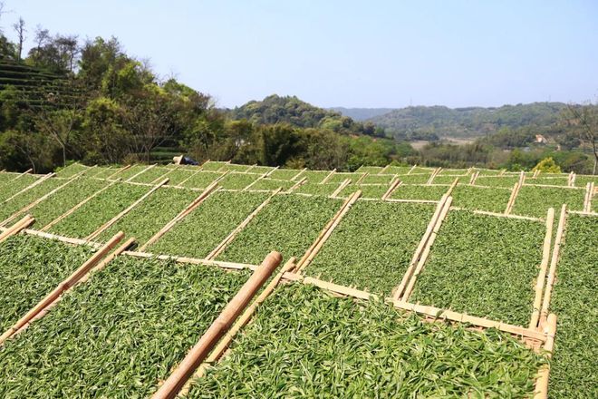 机器做出来的茶怎么能算传统工艺？！(图2)