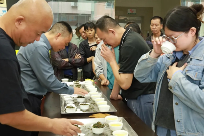 PG电子平台“远远就能闻到兰花香”安溪铁观音秋茶抢“鲜”上市(图1)