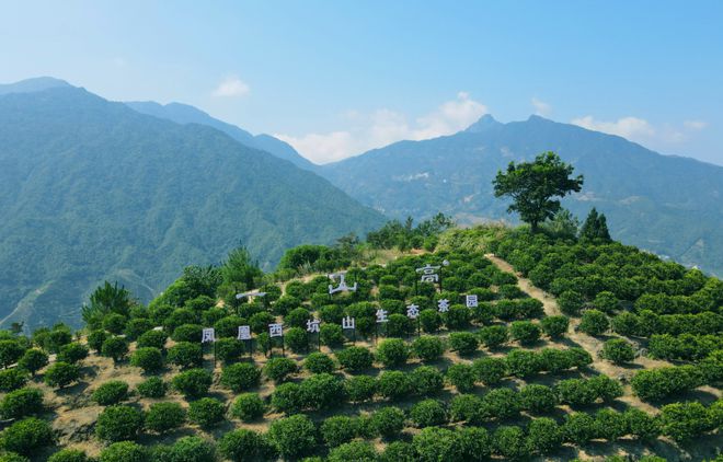 文贤杰：一山还有一山高用传统工艺打造一杯好喝的凤凰单丛茶(图6)