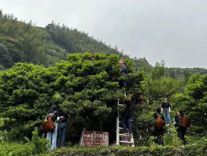 文贤杰：一山还有一山高用传统工艺打造一杯好喝的凤凰单丛茶(图3)