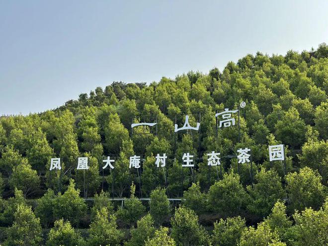 文贤杰：一山还有一山高用传统工艺打造一杯好喝的凤凰单丛茶(图2)