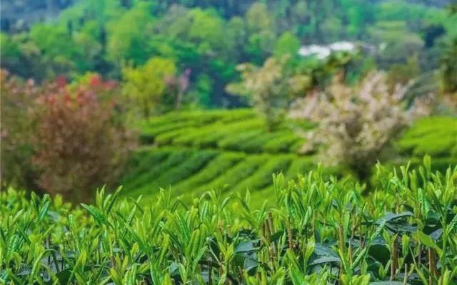 峨眉雪芽丨双十一限时特惠茶叶买二赠一(图1)