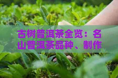 PG电子网站普洱茶动态专题(图3)