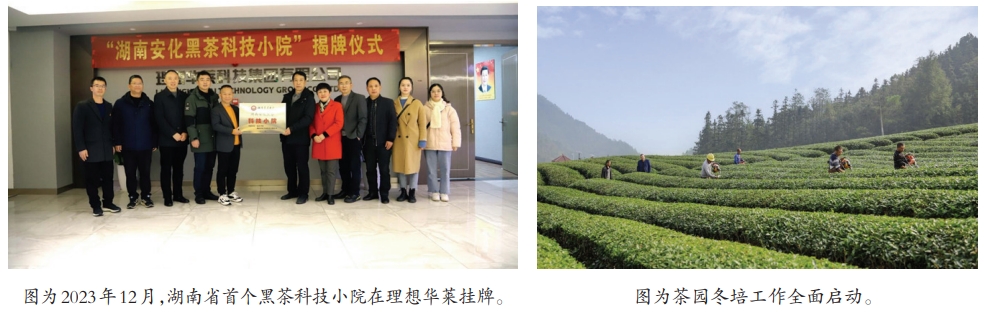 理想华莱：做黑茶产业稳步发展的引擎(图1)