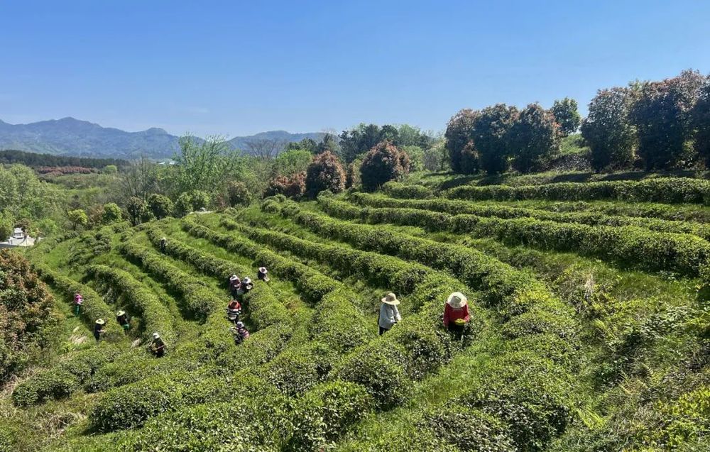 黄陂“木兰茶”入选国家级名录(图1)