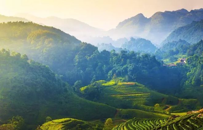 2024明前茶6位大师监制春之味尽收杯中(图21)