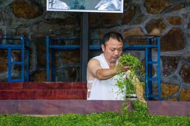 2024明前茶6位大师监制春之味尽收杯中(图26)