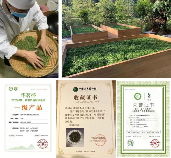 2024明前茶6位大师监制春之味尽收杯中(图30)