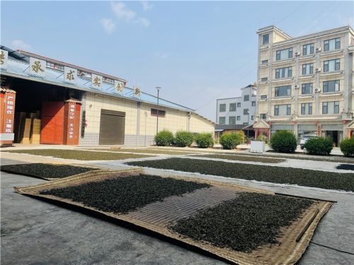 PG电子网站聚焦云春茶厂：传统与现代交融的茶企典范(图3)