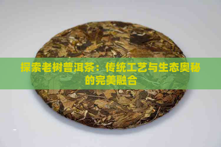 探索老树普洱茶：传统工艺与生态奥秘的完美融合(图1)