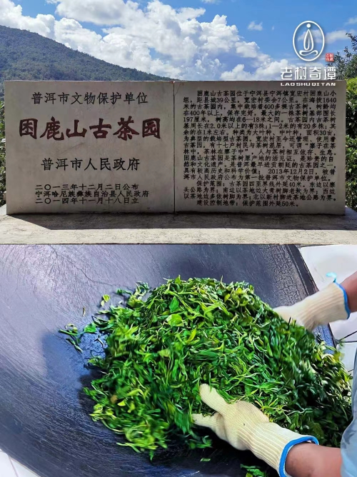 PG电子平台老树奇谭年份茶：岁月沉淀的云南瑰宝(图4)