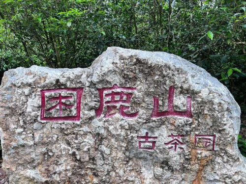PG电子平台老树奇谭年份茶：岁月沉淀的云南瑰宝(图3)