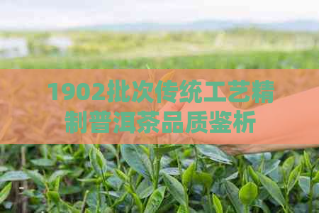 PG平台1902批次传统工艺精制普洱茶品质鉴析(图1)