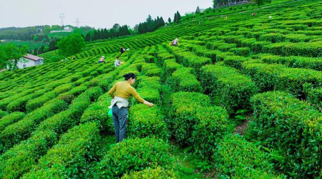 PG电子网站建始县委副书记、县长李永太:换个赛道做茶(图1)