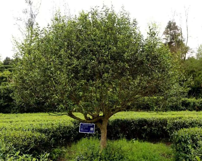 PG电子网站建始县委副书记、县长李永太:换个赛道做茶(图2)