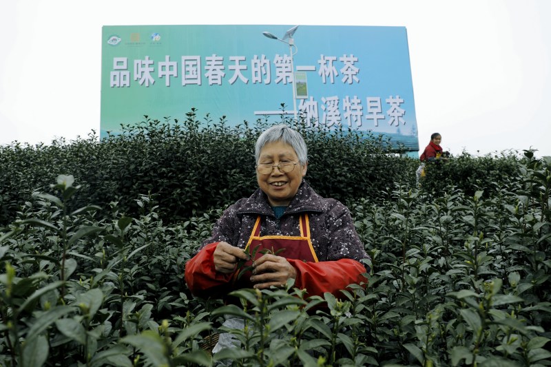 四川省第十二届茶叶开采活动周在泸州市纳溪区启动(图3)