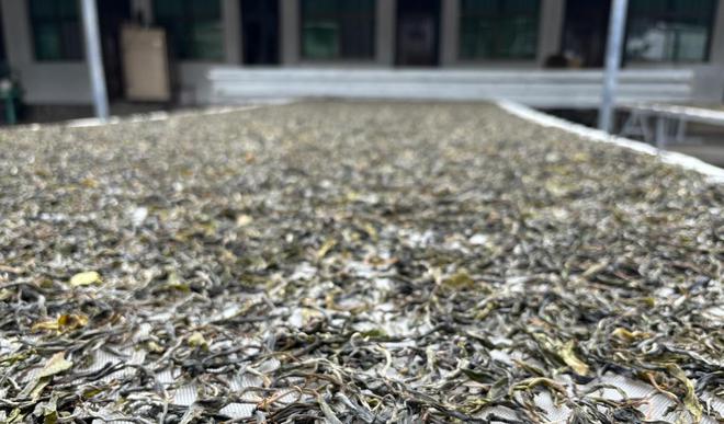 PG电子平台做货真价实的山头茶：直播带货带了个一败涂地！(图8)