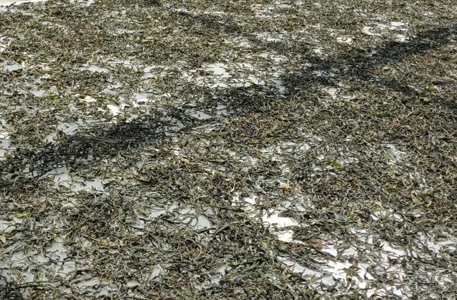 PG电子平台做货真价实的山头茶：直播带货带了个一败涂地！(图12)