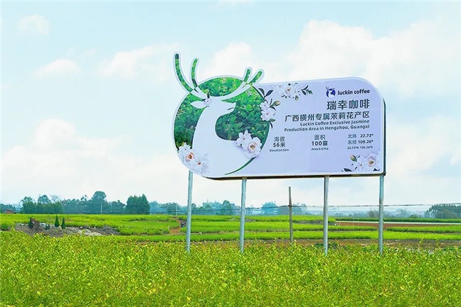 被咖啡品牌卷到了！瑞幸发布轻乳茶标准背后有何野心？(图4)