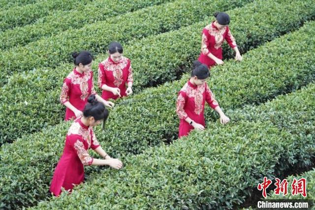 2025早春茶大会在广西昭平县举办签约项目金额约37亿元(图2)