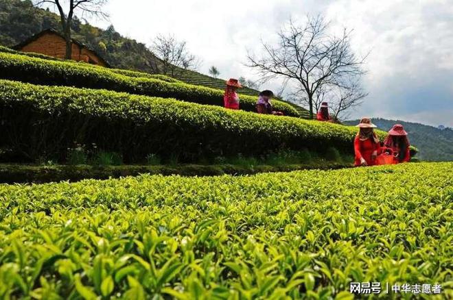 想要直播间卖春茶爆单？deepseek这样说(图2)