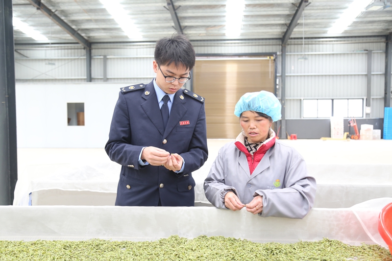 安顺：春茶飘香采摘忙税润茶园助飘香(图1)